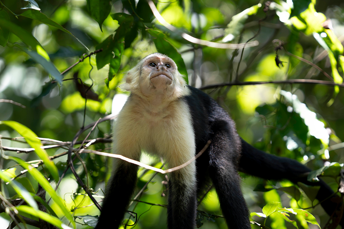 Monkey wildlife photography by Keith Hilgenfeldt II — FARWILD field experience