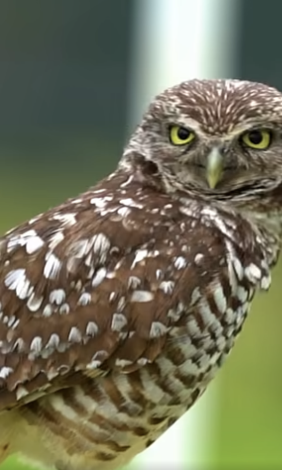 Owl Family Discovery